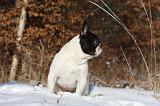 BOULEDOGUE FRANCAIS 965